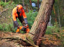 Best Hazardous Tree Removal  in Finneytown, OH